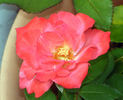 First and Foremost rose photo