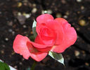 First and Foremost rose photo