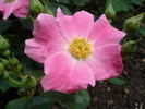 Nearly Wild rose photo