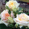 Châpeau de Mireille ® rose photo