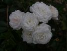 Čipka rose photo