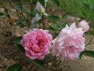 Ruženka rose photo