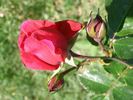 Andrej Kmeť rose photo