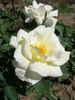 Arboretum Borová Hora rose photo