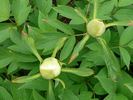 Godaishu peony photo