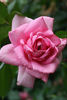 Viking Queen rose photo