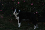 Viking Queen rose photo