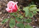 John C.M. Mensing rose photo