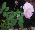 Maid Marion rose photo