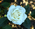 Constellation ™ rose photo