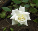 Constellation ™ rose photo