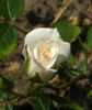 Constellation ™ rose photo