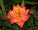 Best Friends rose photo
