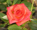 Best Friends rose photo