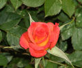 Best Friends rose photo