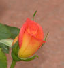 Best Friends rose photo