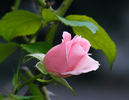 Baby Blanket ® rose photo