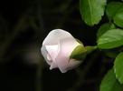Baby Blanket ® rose photo