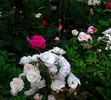 Rivers's Musk rose photo