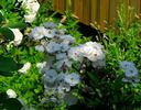 Rivers's Musk rose photo