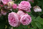 Gaspard Monge rose photo