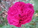 Abbé Bramérel rose photo