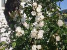Froken Karen rose photo