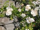 Froken Karen rose photo