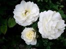 Dame de l'Etoile rose photo