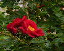 Red Rugostar ® rose photo