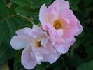 Morning Magic ™ rose photo
