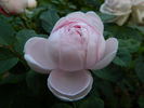 Princess of Wales rose photo