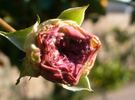 Clotilde Soupert, Cl. rose photo