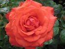 Bing Crosby rose photo