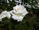 Evening Star ® rose photo