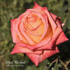 City of Welland rose photo