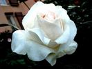 Julia Renaissance rose photo