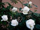 Julia Renaissance rose photo