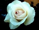 Julia Renaissance rose photo