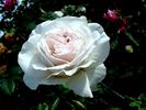 Julia Renaissance rose photo