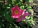 Bertha rose photo