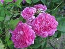 Provins à Fleurs Gigantesques rose photo
