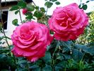Sentimental rose photo