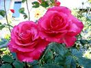 Sentimental rose photo
