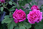 Urdh rose photo