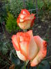 Blush rose photo
