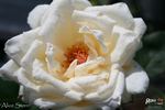 Alice Stern rose photo