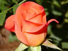 Tropical Amazone ™ rose photo