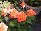 Tropical Amazone ™ rose photo