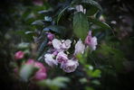 Rivers's Musk rose photo